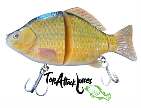 Top attack crucian carp swimsuit (CARP)